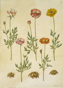 Renoncule asiatique (Ranunculus asiaticus) - Hans Simon Holtzbecker