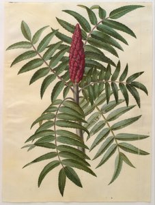 Rhus typhina