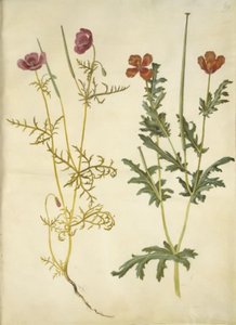 Roemeria hybrida (pavot cornu violet); Glaucium corniculatum (pavot cornu rouge)