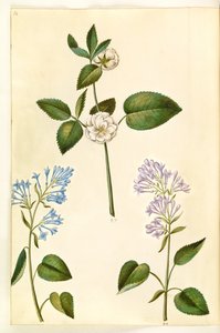 Rosa (?) (rose); Syringa vulgaris (lilas commun)