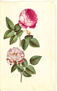Rosa ×centifolia (rose cent-feuilles); Rosa gallica versicolor (
