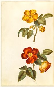 Rosa foetida (rose jaune); Rosa foetida (rose turque) - Hans Simon Holtzbecker