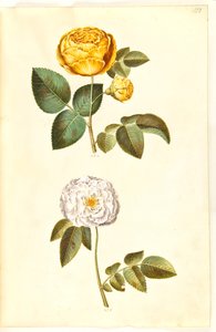 Rosa hemisphaerica (rose jaune soufre); Rosa ×alba (rose blanche) - Hans Simon Holtzbecker