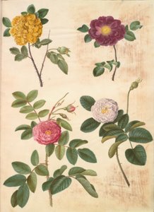 Rosa hemisphaerica (rose jaune soufre); Rosa gallica (rose de France); Rosa ×damascena (rose de Damas)