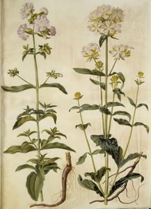 Saponaria officinalis (saponaire officinale)