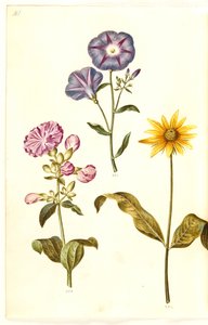 Saponaria officinalis (saponaire officinale); Convolvulus tricolor (liseron tricolore); Helianthus (?) (tournesol)