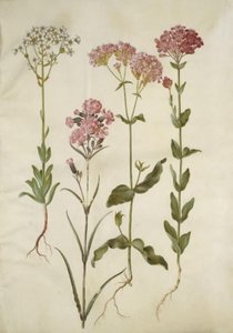 Saxifraga paniculata (saxifrage paniculée); Silene viscaria (silène visqueux); Silene armeria (silène arméria)