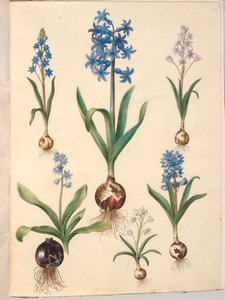 Scilla bifolia (scille à deux feuilles); Hyacinthus orientalis (jacinthe orientale); Scilla amoena (scille bleue) - Hans Simon Holtzbecker