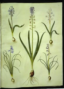 Scilla bifolia (scille à deux feuilles); Muscari comosum (jacinthe à touffe); Brimeura amethystina (jacinthe des Pyrénées)