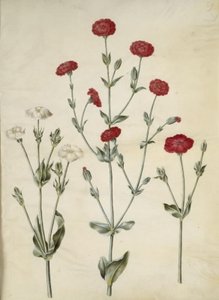 Silene coronaria (couronne de silène) - Hans Simon Holtzbecker