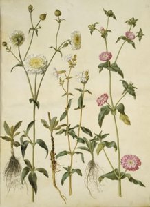 Silene latifolia (silène noctiflore); Silene dioica (silène dioïque)