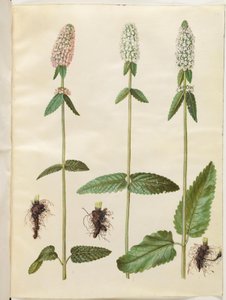 Stachys officinalis (bétoine officinale) - Hans Simon Holtzbecker