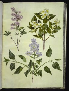 Syringa ×persica; Philadelphus coronarius; Syringa vulgaris - Hans Simon Holtzbecker