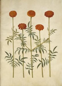 Tagetes patula (œillet d
