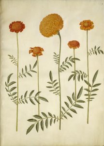 Tagetes patula; Tagetes erecta - Hans Simon Holtzbecker