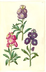 Page de titre. Couronne de fleurs