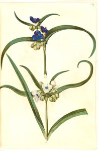 Tradescantia virginiana ou Tradescantia ohiensis (?) (blomsterjøde) - Hans Simon Holtzbecker