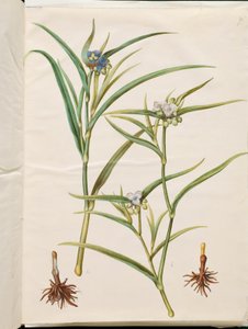 Tradescantia virginiana ou Tradescantia ohiensis (fleur juive ou fleur juive de l