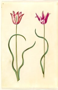 Tulipa clusiana (tulipe de Clusius)