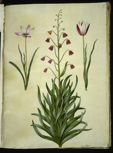 Tulipa clusiana (tulipe de Clusius); Fritillaria persica (fritillaire persane) - Hans Simon Holtzbecker