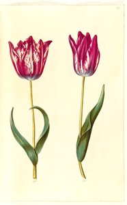 Tulipe gesneriana - Hans Simon Holtzbecker