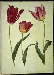 Tulipa gesneriana (tulipe de jardin) - Hans Simon Holtzbecker