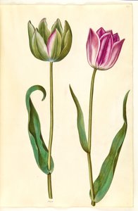 Tulipa gesneriana (tulipe de jardin)
