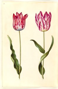 Tulipa gesneriana (tulipe de jardin)
