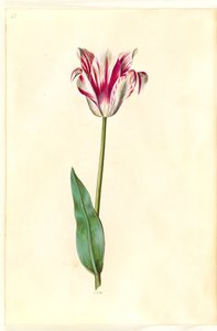 Tulipa gesneriana (tulipe de jardin)