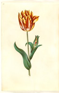 Tulipa gesneriana (tulipe de jardin)
