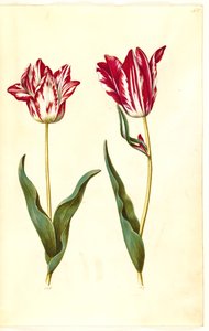 Tulipa gesneriana (tulipe de jardin) - Hans Simon Holtzbecker