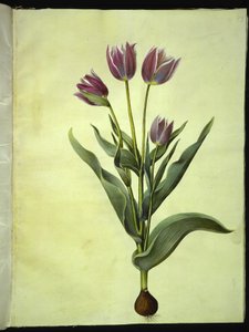 Tulipa gesneriana (tulipe de jardin) - Hans Simon Holtzbecker