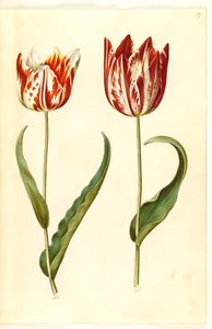 Tulipa gesneriana (tulipe de jardin)