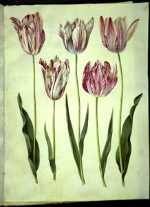 Tulipa gesneriana (tulipe de jardin) - Hans Simon Holtzbecker