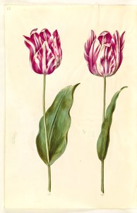 Tulipa gesneriana (tulipe de jardin) - Hans Simon Holtzbecker