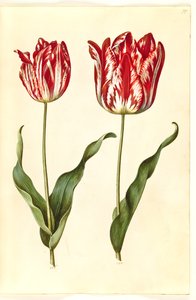 Tulipa gesneriana (tulipe de jardin) - Hans Simon Holtzbecker