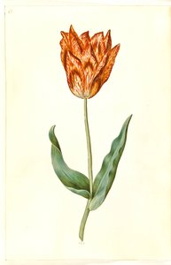 Tulipa gesneriana (tulipe de jardin) - Hans Simon Holtzbecker