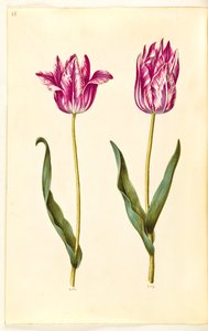 Tulipa gesneriana (tulipe de jardin) - Hans Simon Holtzbecker