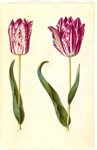 Tulipa gesneriana (tulipe de jardin) - Hans Simon Holtzbecker