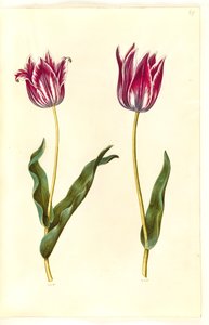 Tulipa gesneriana (tulipe de jardin) - Hans Simon Holtzbecker