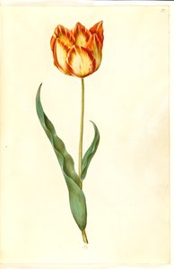 Tulipa gesneriana (tulipe de jardin)