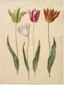 Tulipa gesneriana (tulipe de jardin)
