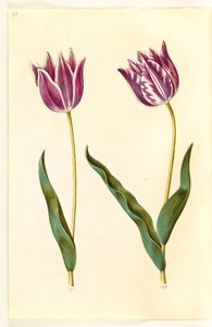 Tulipa gesneriana (tulipe de jardin) - Hans Simon Holtzbecker