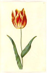 Tulipa gesneriana (tulipe de jardin)