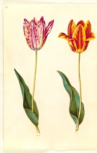 Tulipa gesneriana (tulipe de jardin)