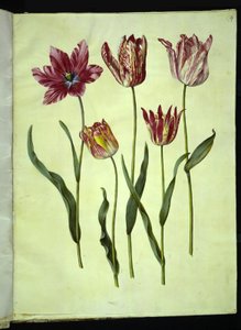 Tulipa gesneriana (tulipe de jardin) - Hans Simon Holtzbecker