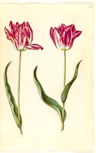 Tulipa gesneriana (tulipe de jardin) - Hans Simon Holtzbecker