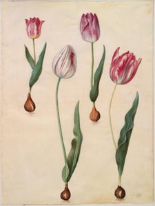 Tulipa gesneriana (tulipe de jardin) - Hans Simon Holtzbecker