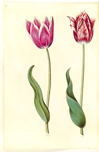Tulipa gesneriana (tulipe de jardin)