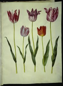 Tulipa gesneriana (tulipe de jardin)
